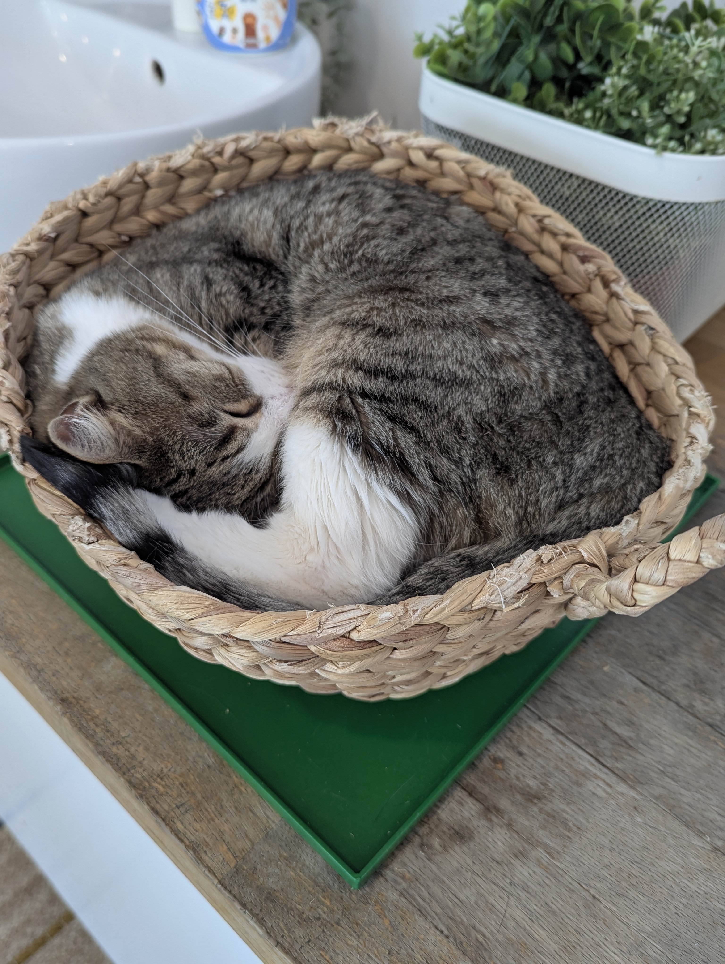 Birthday Trip to Canada, Cat Cafe, Edmonton